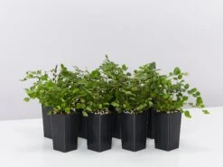 Pellaea Rotundifolia Button Fern