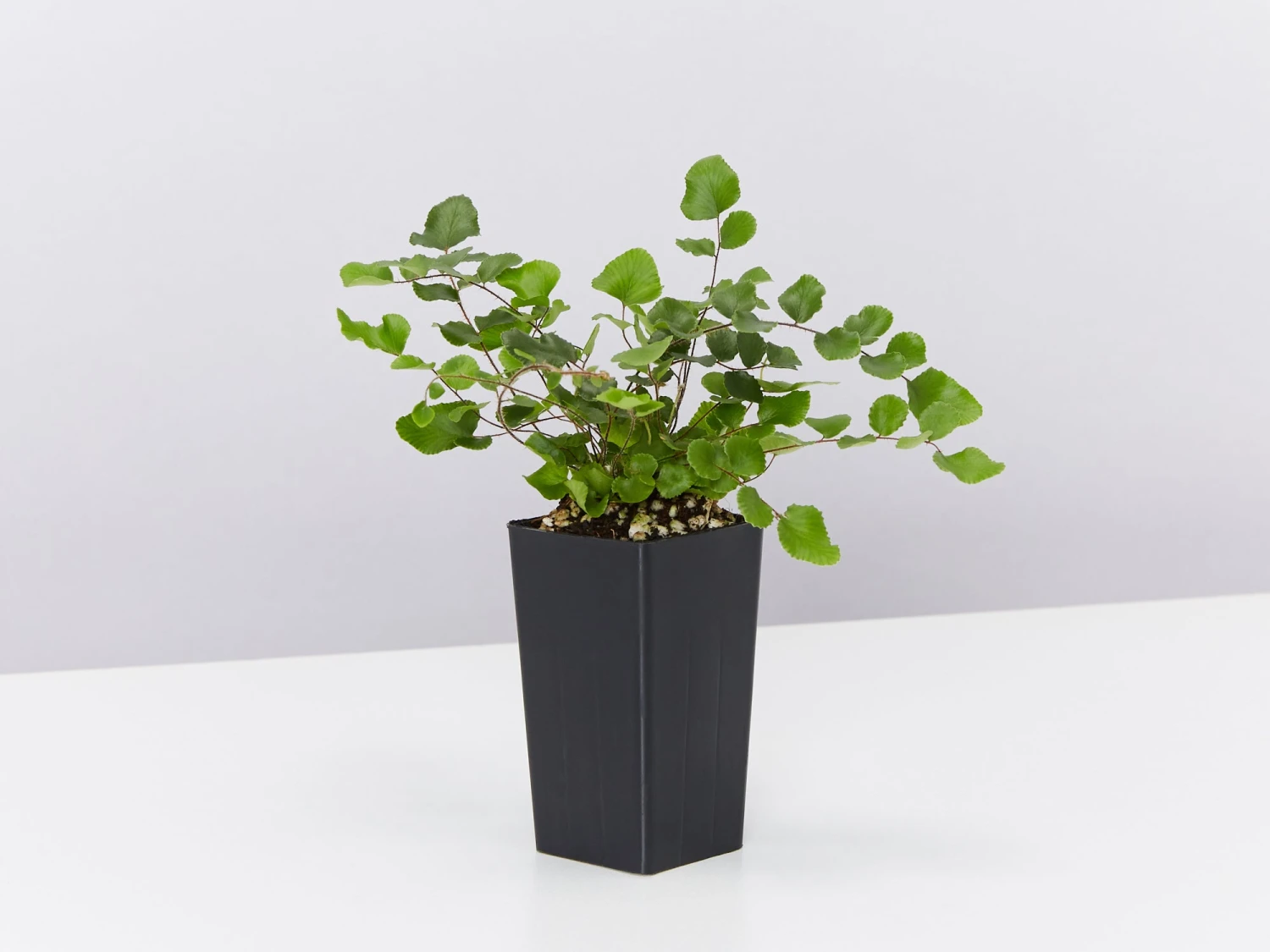 Back-To-School Classroom Box - Indoor Plants - Image 4