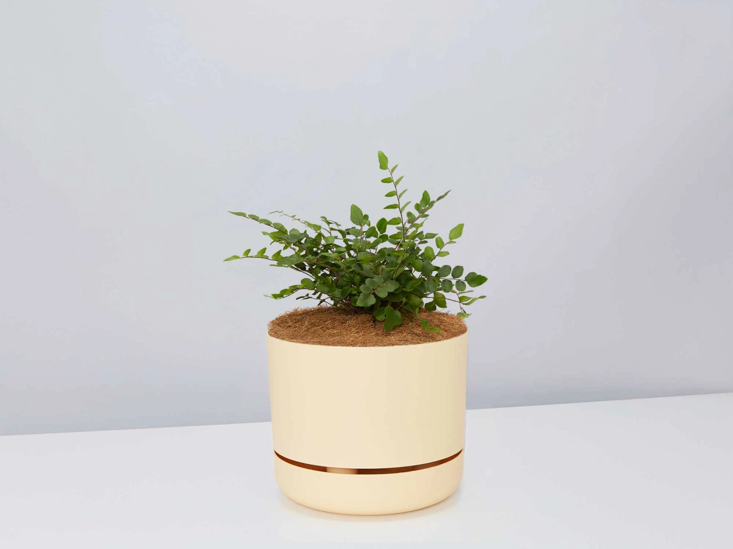 Fern Gift Box - Pot + Plant + Soil - Image 7