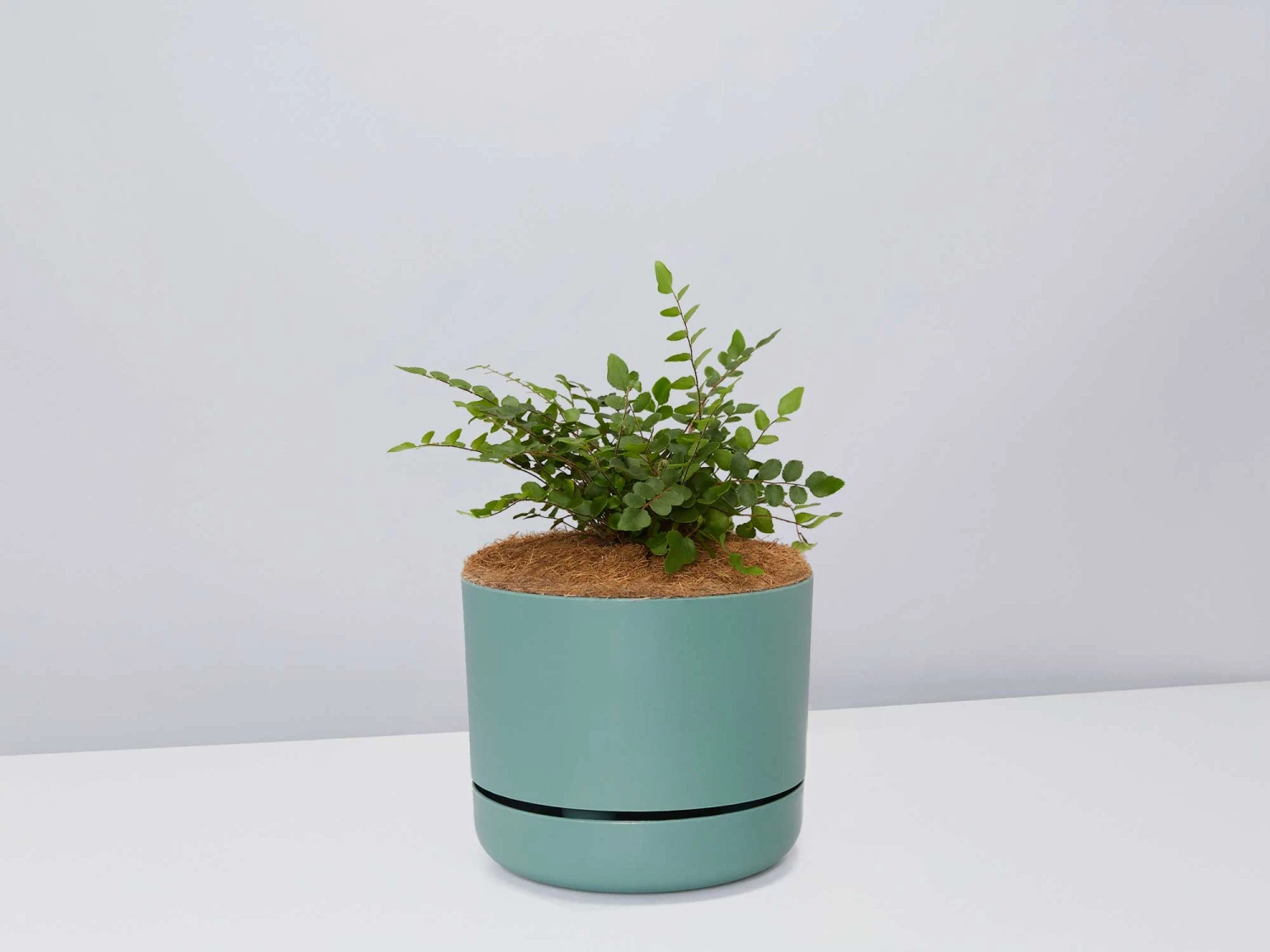 Fern Gift Box - Pot + Plant + Soil - Image 12