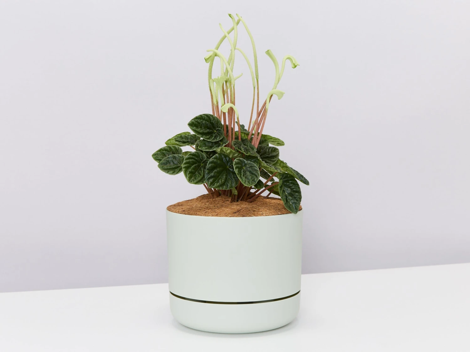 White Sticks Plant - Pot + Plant + Soil - Image 9