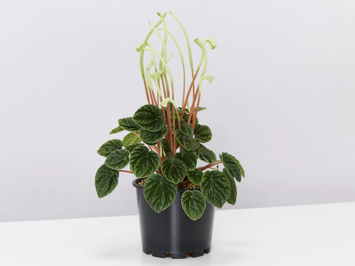 White Sticks Plant - Pot + Plant + Soil - Image 2