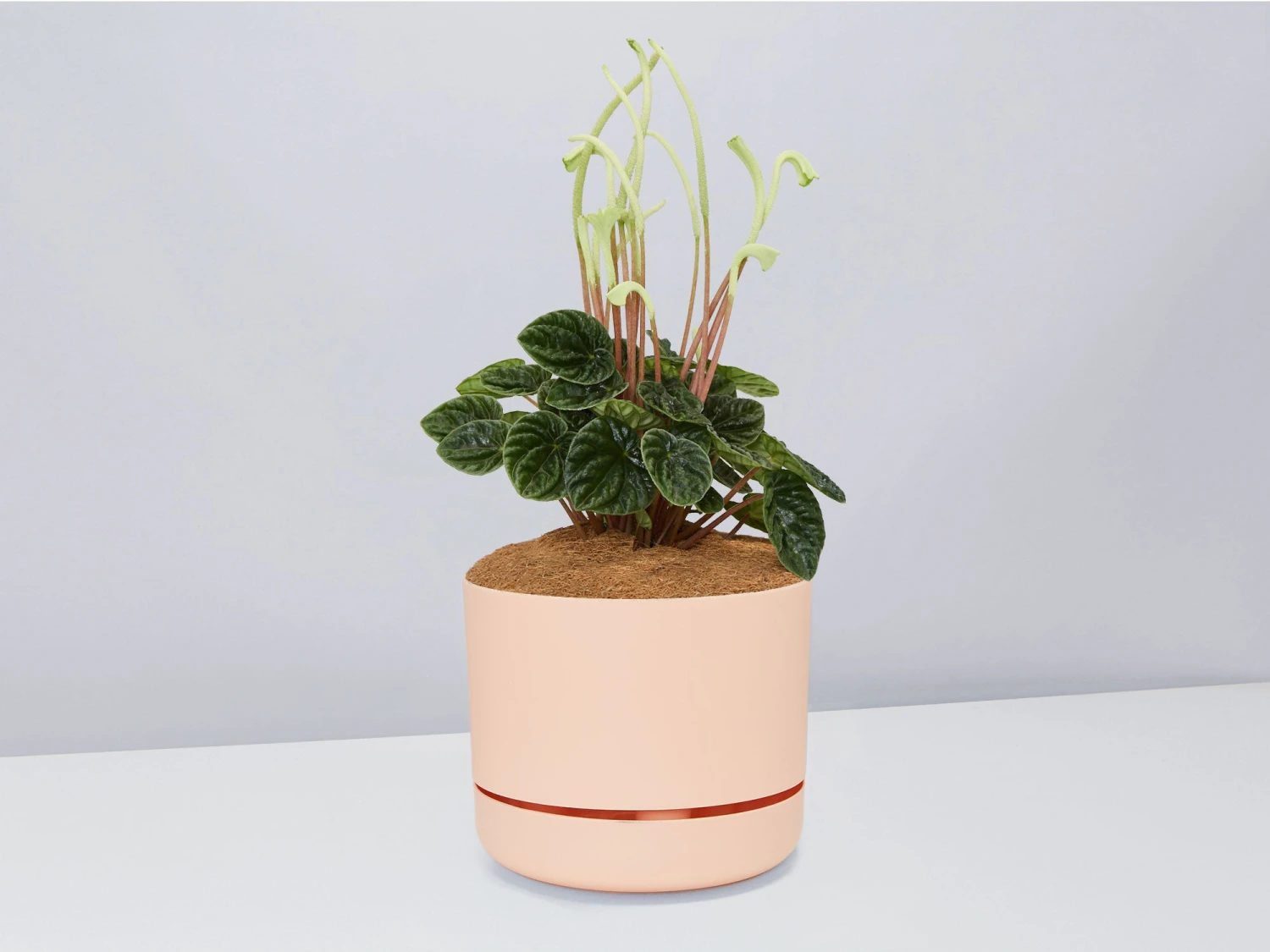 White Sticks Plant - Pot + Plant + Soil - Image 4