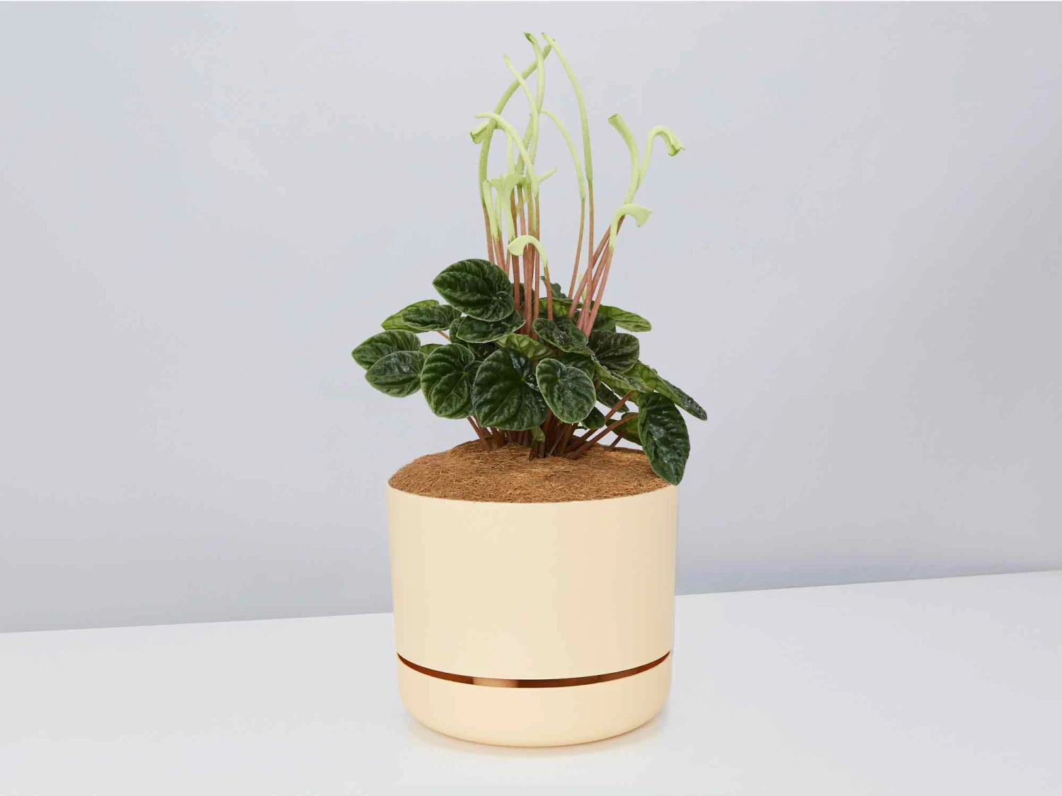 White Sticks Plant - Pot + Plant + Soil - Image 7