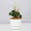 White Sticks Plant - Pot + Plant + Soil