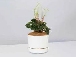 White Sticks Plant - Pot + Plant + Soil