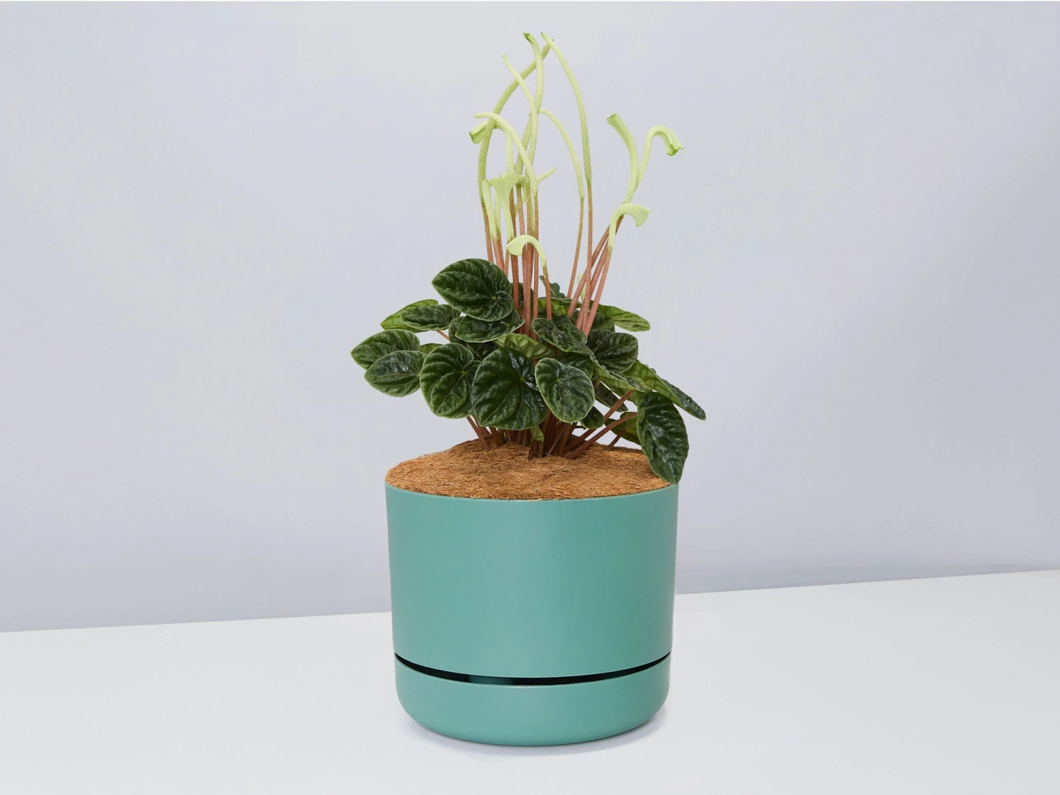 White Sticks Plant - Pot + Plant + Soil - Image 10