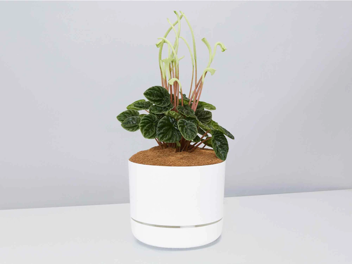 White Sticks Plant - Pot + Plant + Soil - Image 11