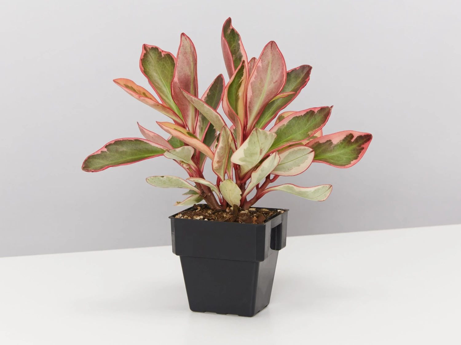 All About Peperomia Pack - Large - Image 3