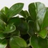Peperomia Clusiifolia Emerald - 85mm