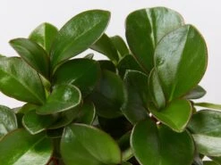 Peperomia Clusiifolia Emerald - 85mm