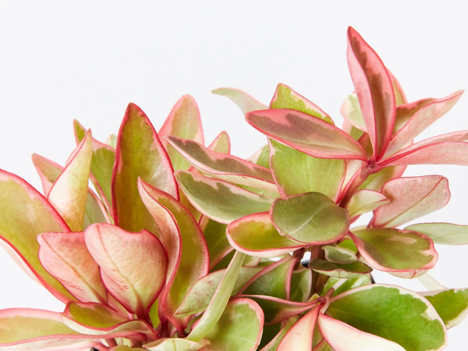 All About Peperomia Pack - Large - Image 2