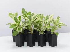 Peperomia Obtusifolia Albo-marginata