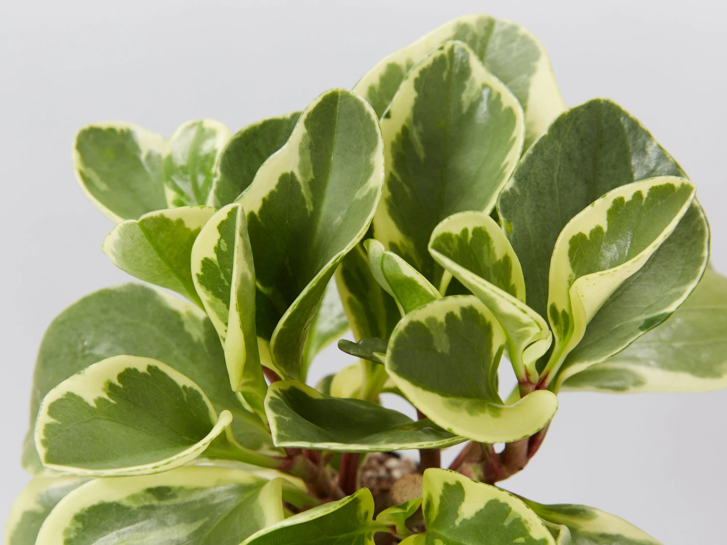 All About Peperomia Pack - Image 5