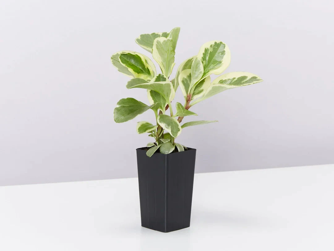 Back-To-School Classroom Box - Indoor Plants - Image 8