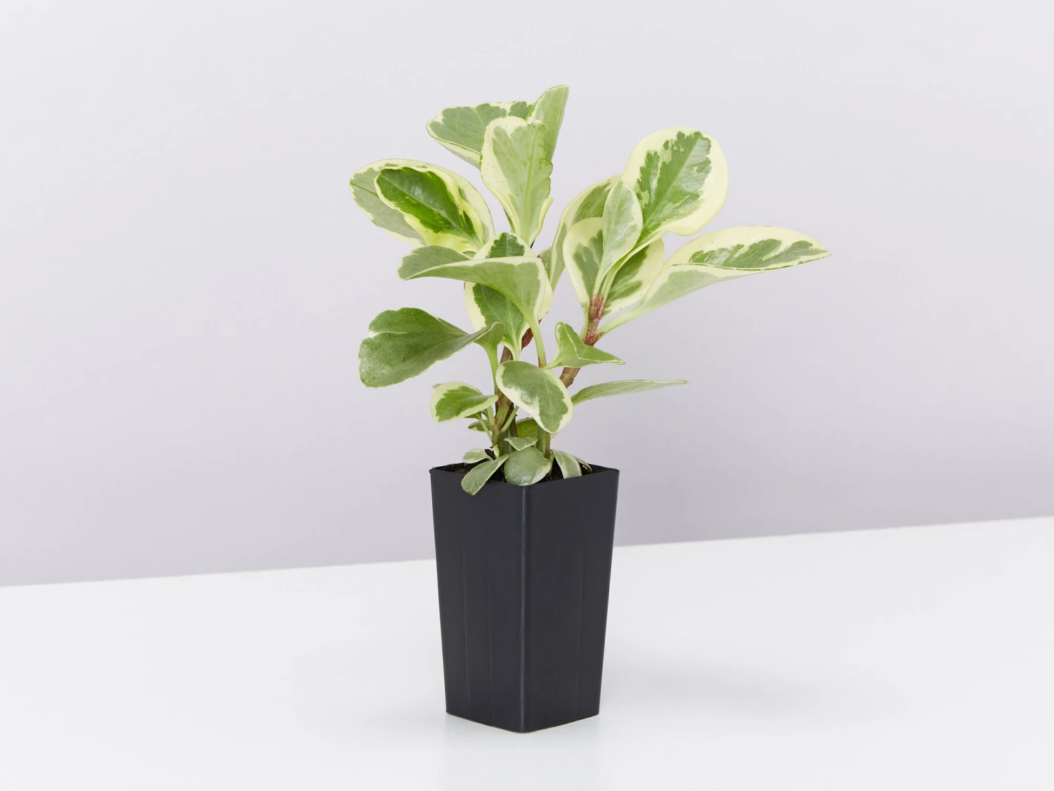 All About Peperomia Pack - Image 4