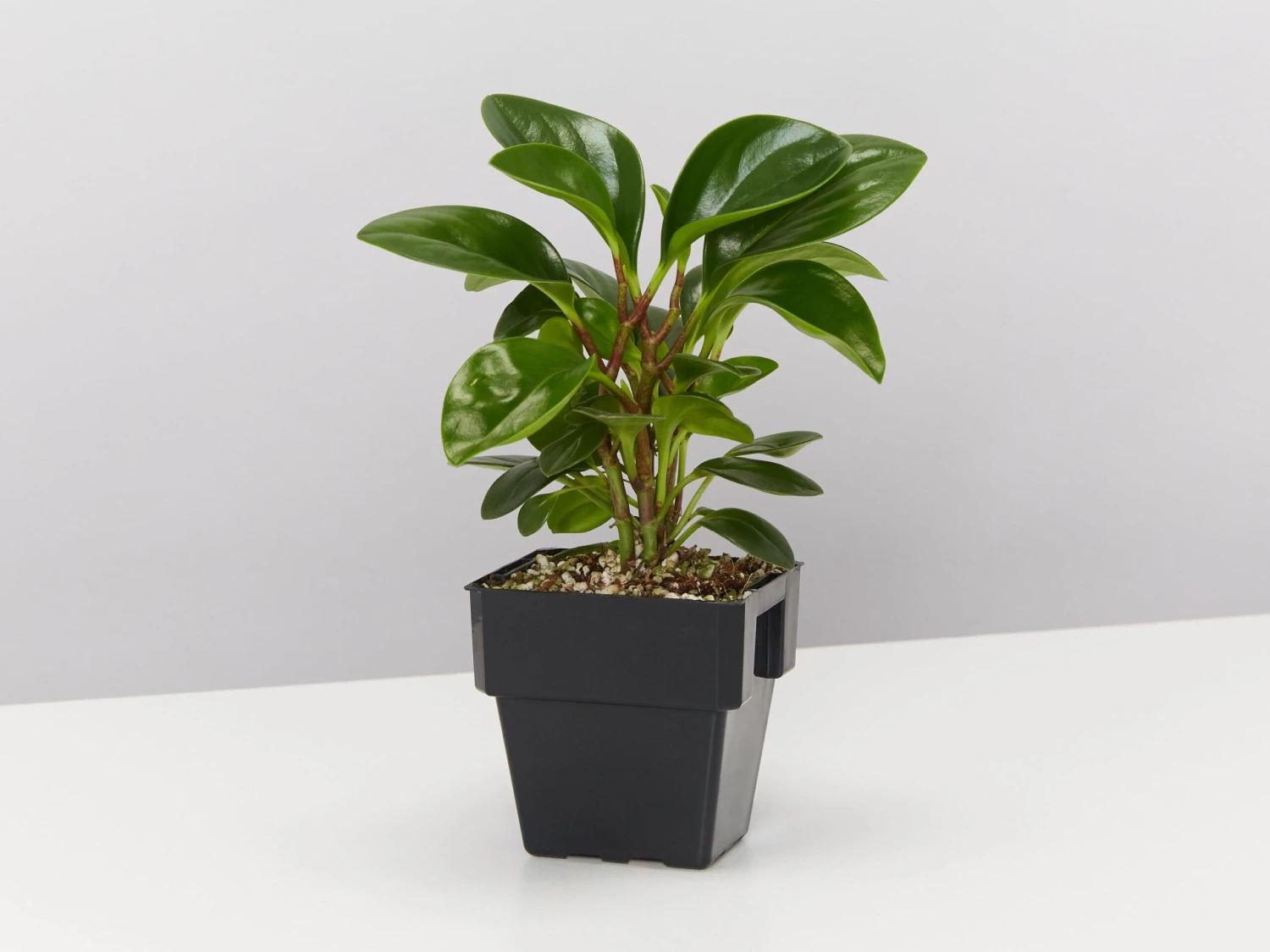 All About Peperomia Pack - Large - Image 5