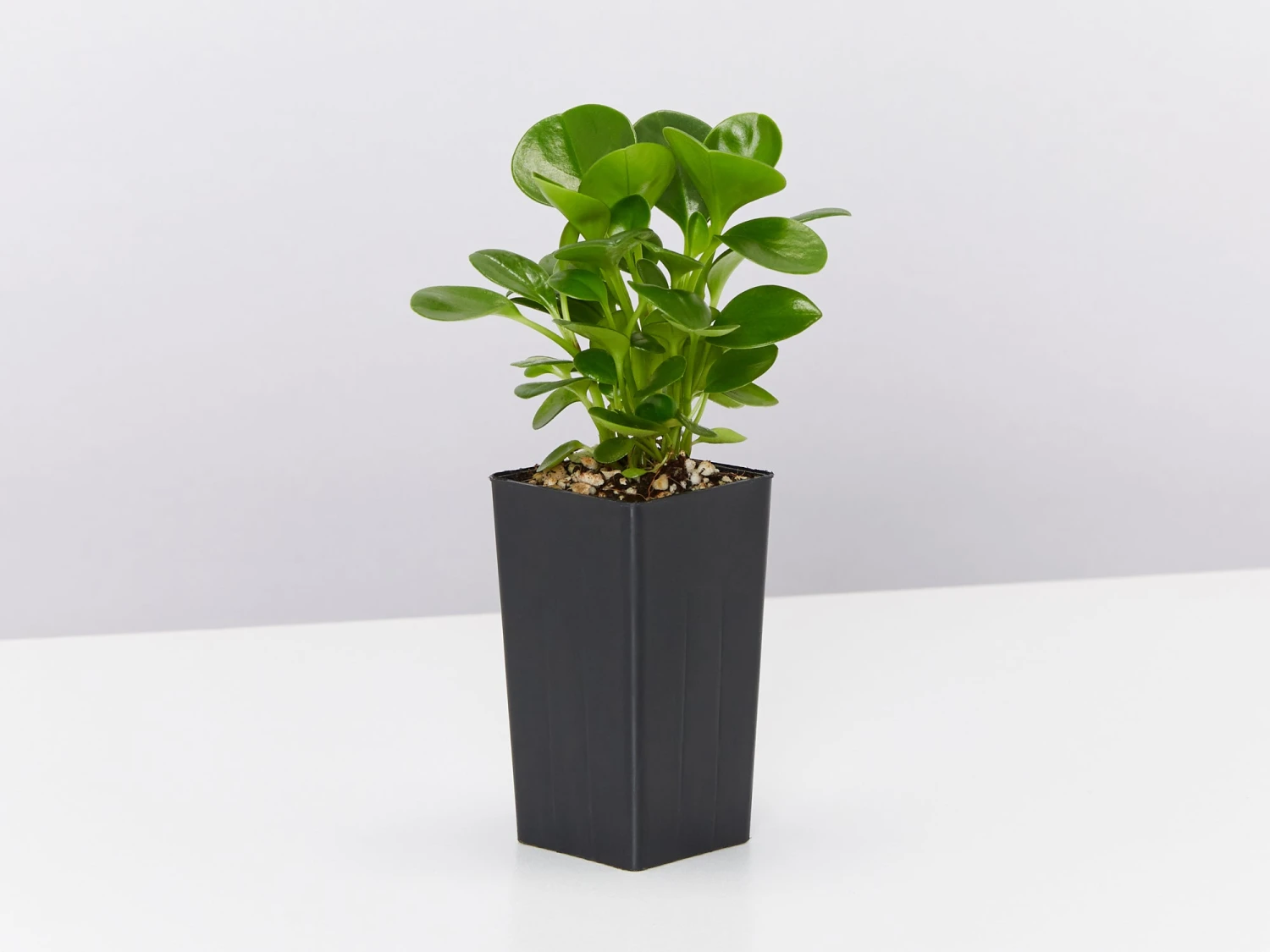 All About Peperomia Pack - Image 2