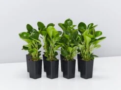 Peperomia Obtusifolia Lime