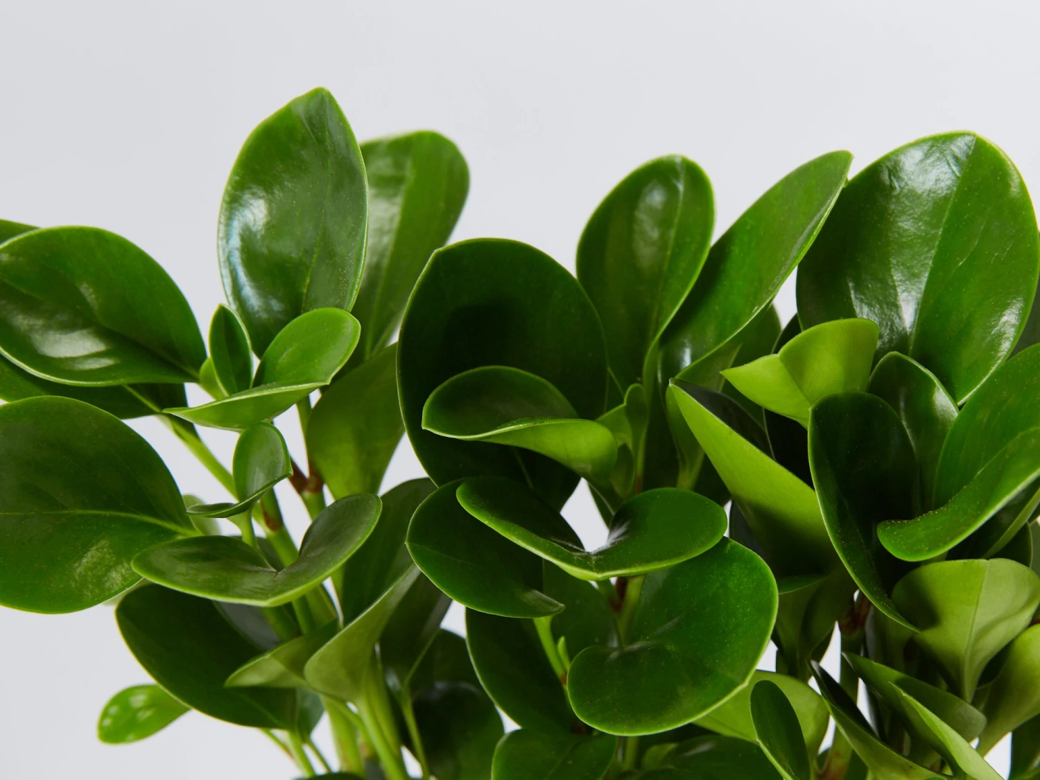 All About Peperomia Pack - Large - Image 4