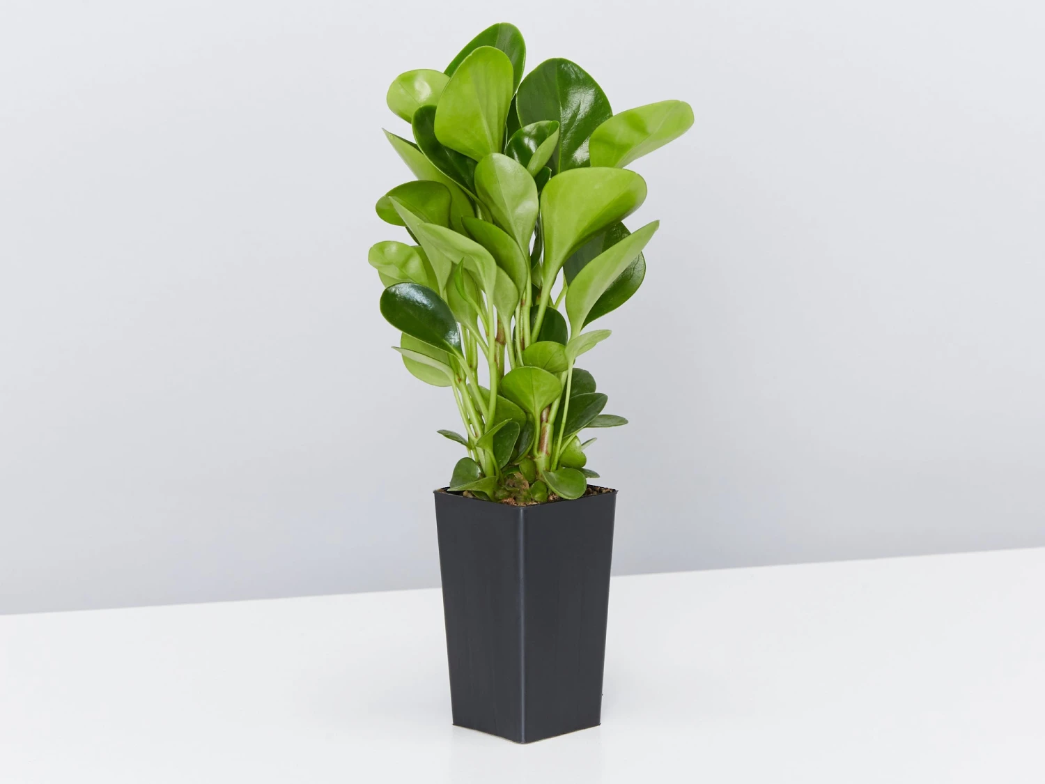 Back-To-School Classroom Box - Indoor Plants - Image 5