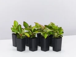 Peperomia Clusiifolia Red Edge