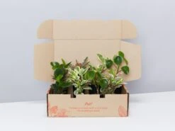 All About Peperomia Pack