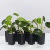 The Coin Leaf Peperomia Plant Box