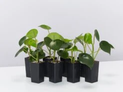 The Coin Leaf Peperomia Plant Box
