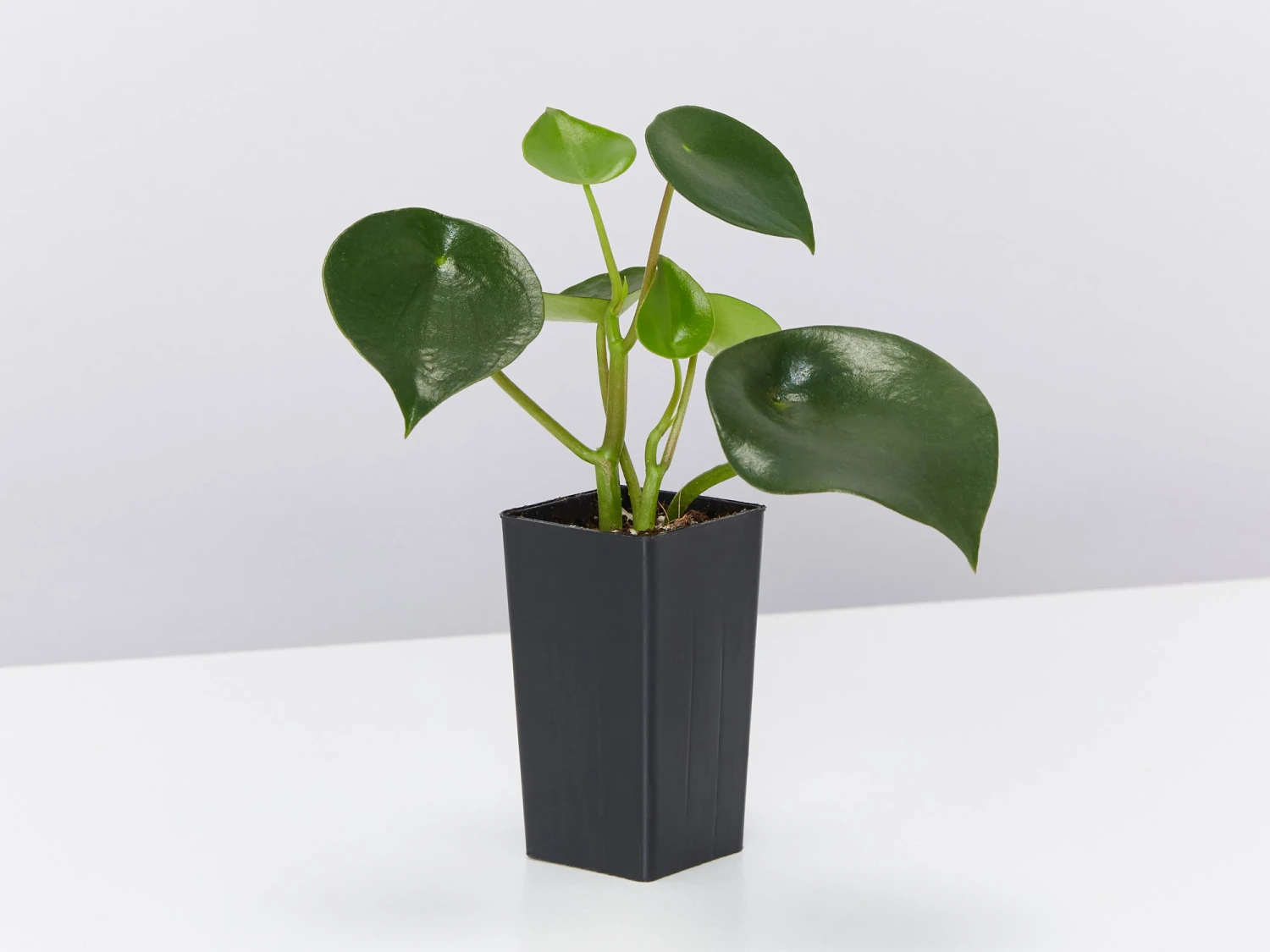 All About Peperomia Pack - Image 6