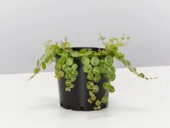 Peperomia Prostrata The String Of Turtles ????