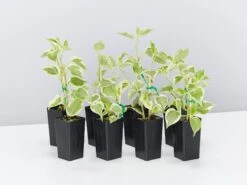 Cupid Peperomia Variegated Plant Pack