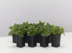 Dwarf Watermelon (Peperomia Verschaffeltii)