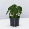Coin Leaf Peperomia - Pot + Plant + Soil