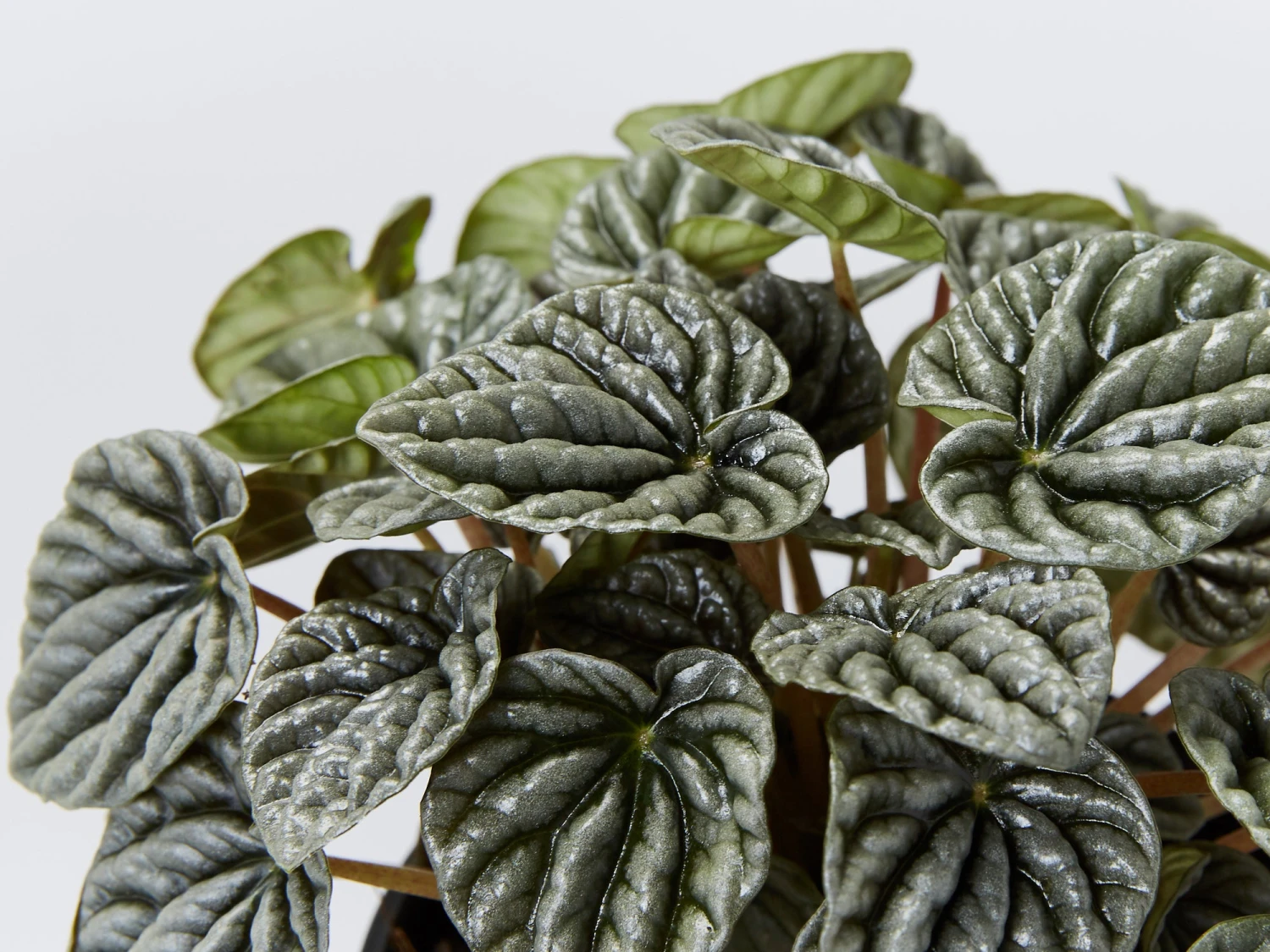Peperomia Silver Ripple - Pot + Plant + Soil - Image 2