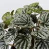 Peperomia Caperata Emerald Ripple