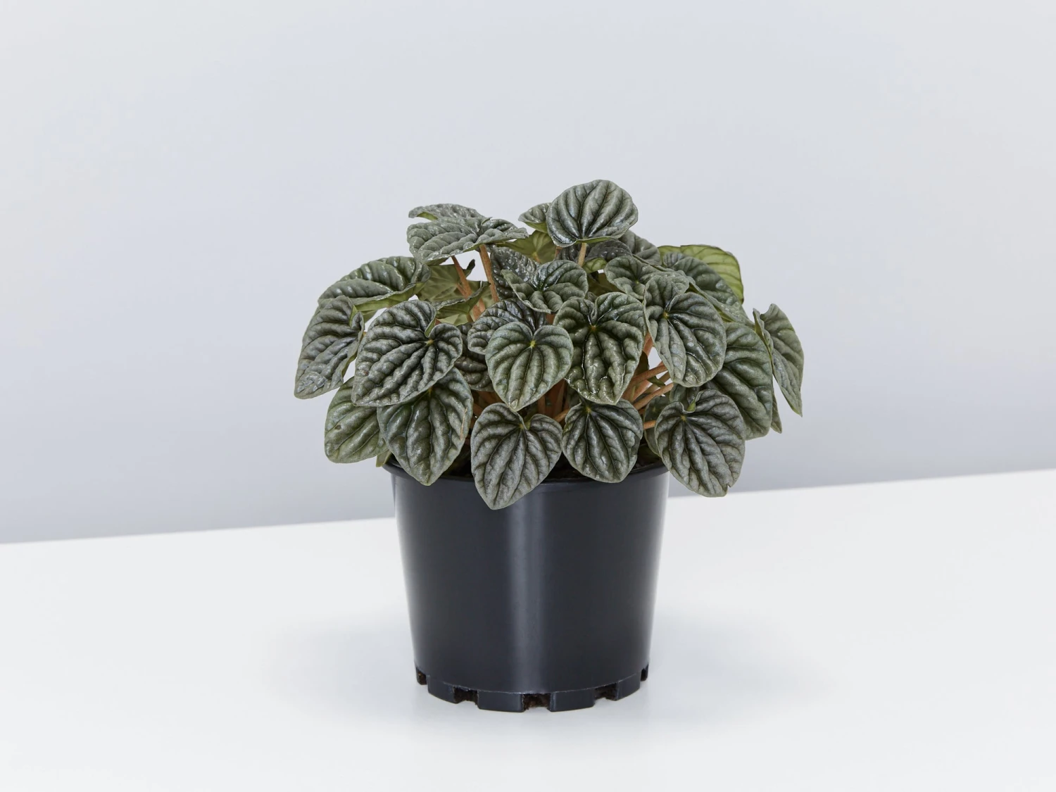 Peperomia Silver Ripple - Pot + Plant + Soil