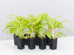 Philodendron Ceylon Beauty