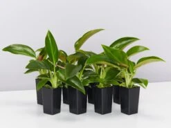 Philodendron Congo Apple