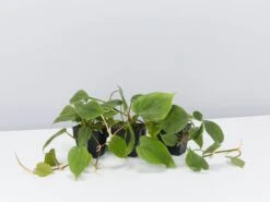 Heart Leaf Philodendron