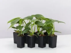 Philodendron Silver Sword