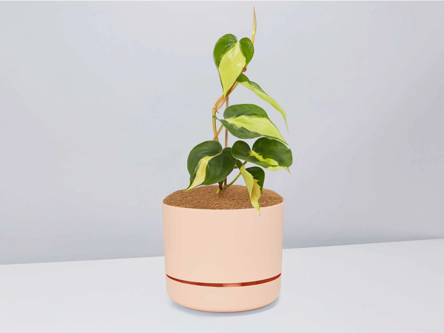 Philodendron Brasil - Pot + Plant + Soil - Image 6