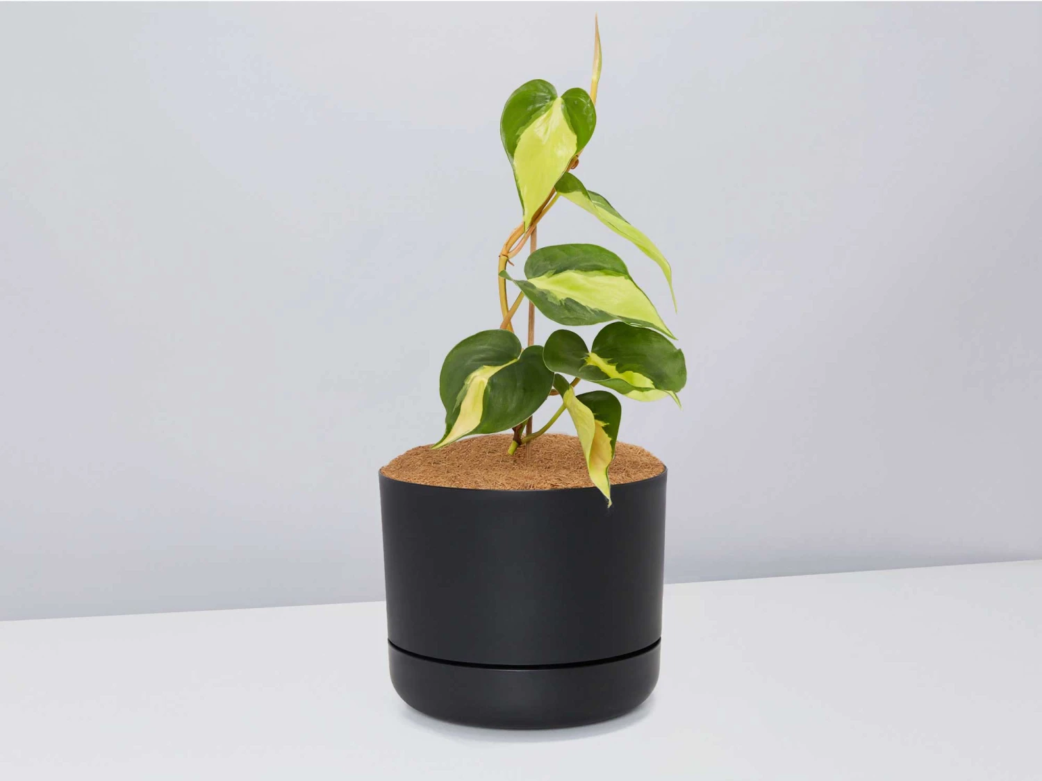 Philodendron Brasil - Pot + Plant + Soil - Image 7