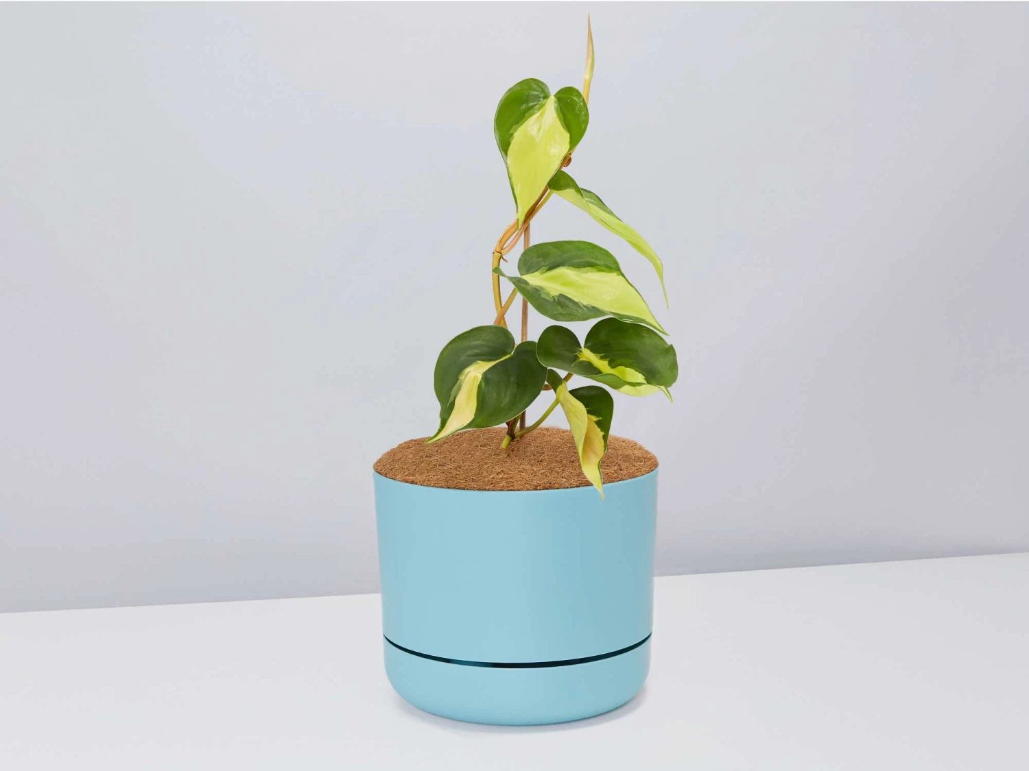 Philodendron Brasil - Pot + Plant + Soil - Image 8