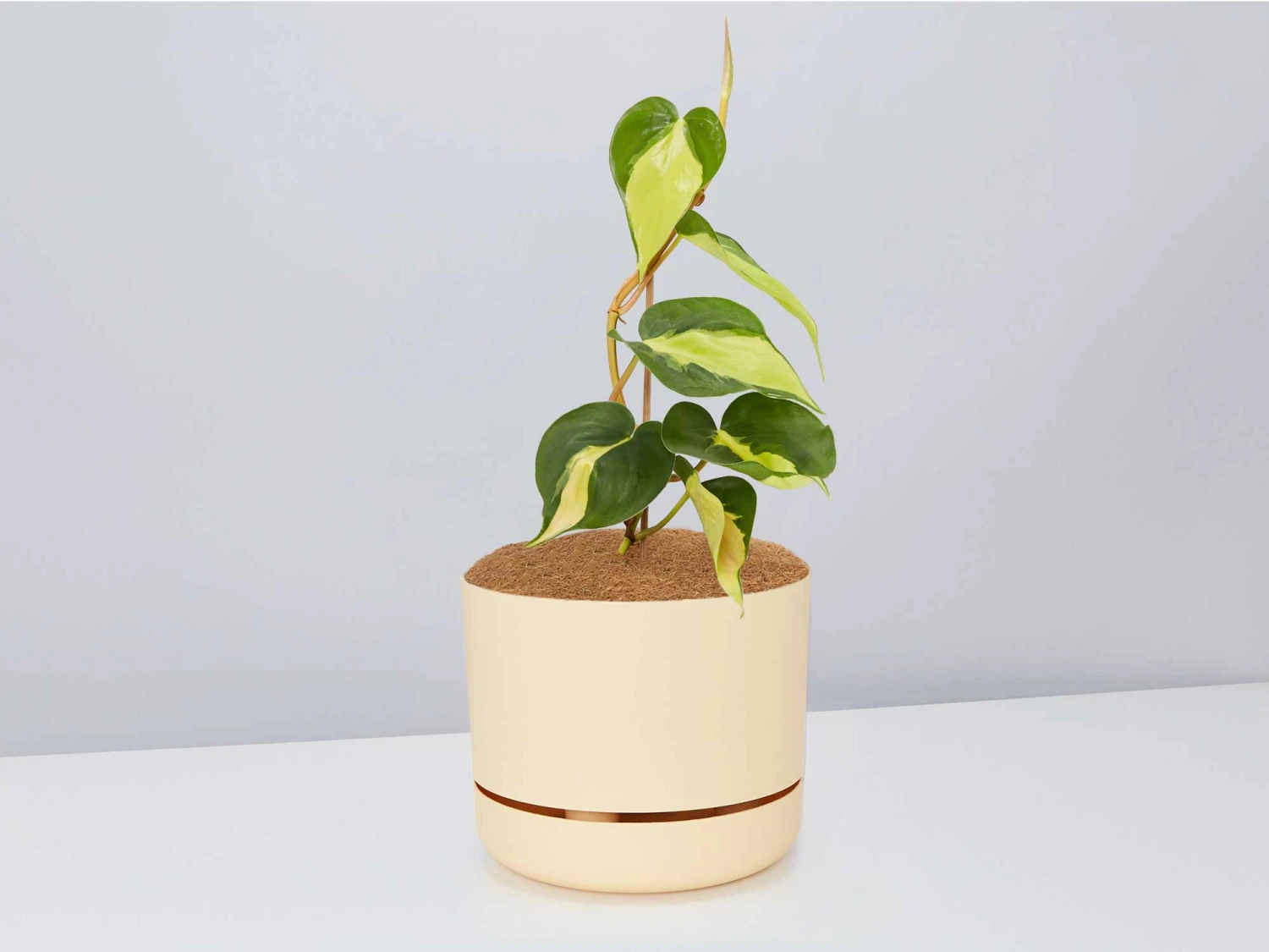 Philodendron Brasil - Pot + Plant + Soil - Image 2