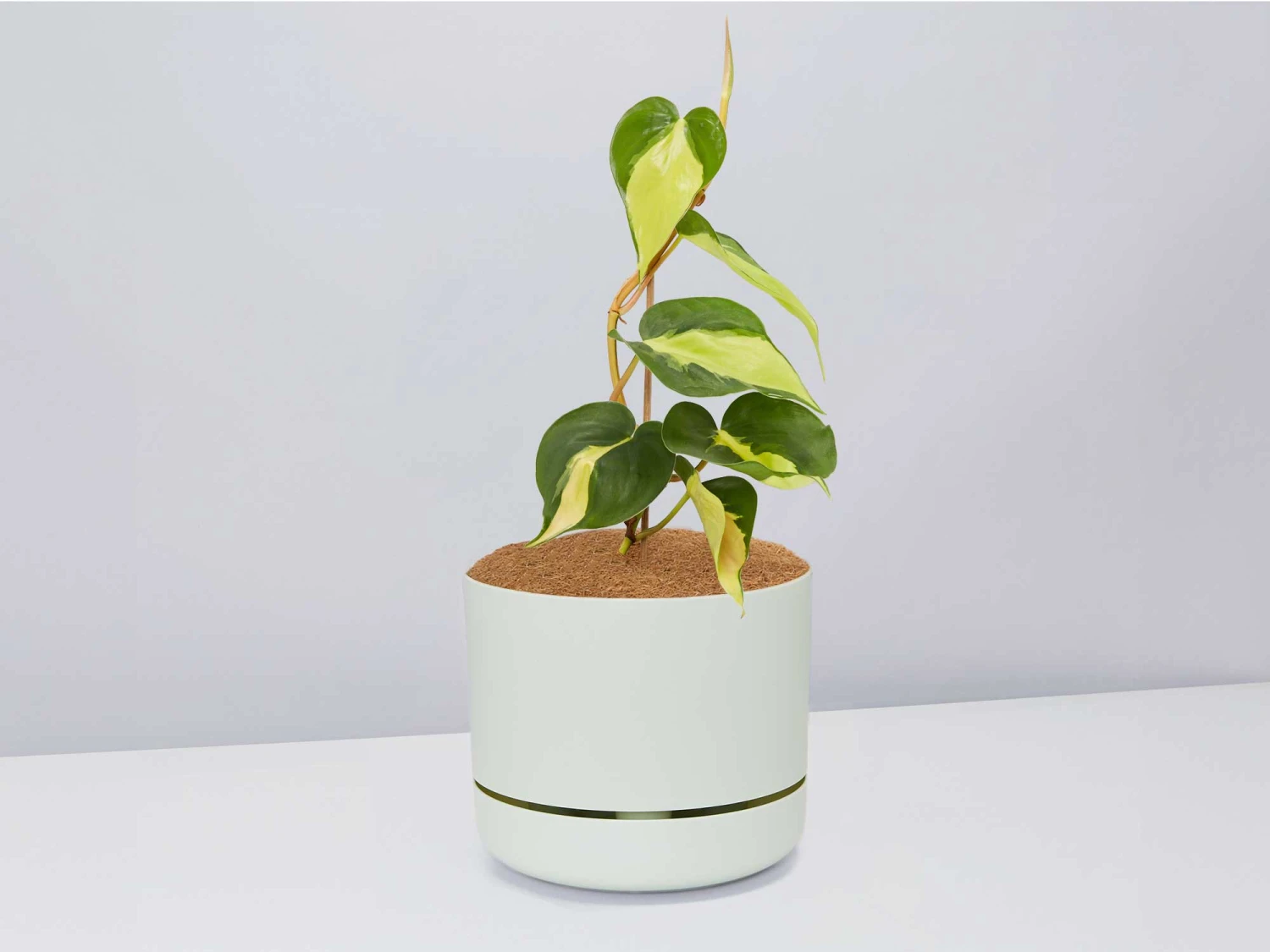 Philodendron Brasil - Pot + Plant + Soil - Image 3