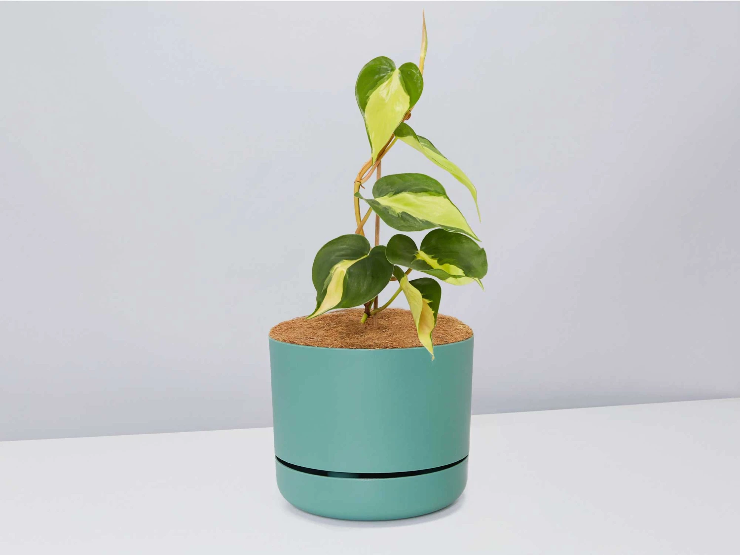 Philodendron Brasil - Pot + Plant + Soil - Image 9