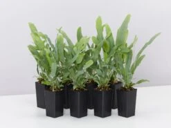 Phlebodium Blue Star