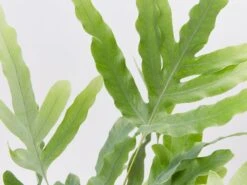 Phlebodium Blue Star 85mm