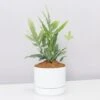 Blue Star Fern - Pot + Plant + Soil